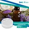 Lavender oil is a versatile essential oil that is derived from the flowers of the Lavandula angustifolia plant. It is a popular essential oil due to its calming and relaxing properties, as well as its pleasant floral aroma.